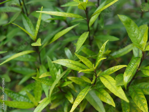 green leaves background. A herbal plant called Justicia gendarussa or (Gandarusa, Willow-leaved Justicia, Water Willow, Daun Rusa, Garda Rusa, Ganda Rusa). plant background. natural background.