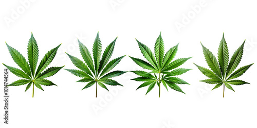 Cannabis leaf green leaves isolated on transparent background 