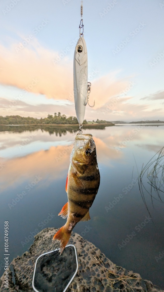 Fresh water fish perch hooked on spinning lure, fishing, catch and release, animals and wildlife, nature background