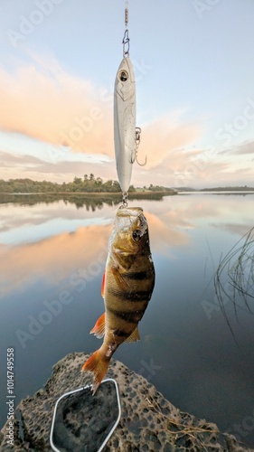 Obraz na płótnie Fresh water fish perch hooked on spinning lure, fishing, catch and release, animals and wildlife, nature background
w salonie