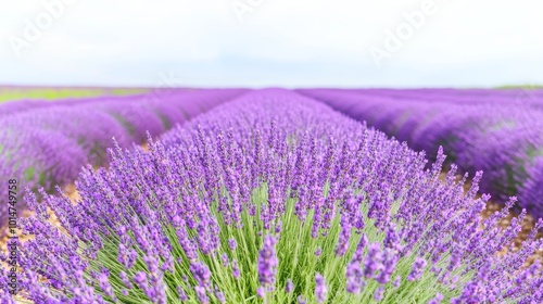 Lavender Fields in Full Bloom Across the Horizon