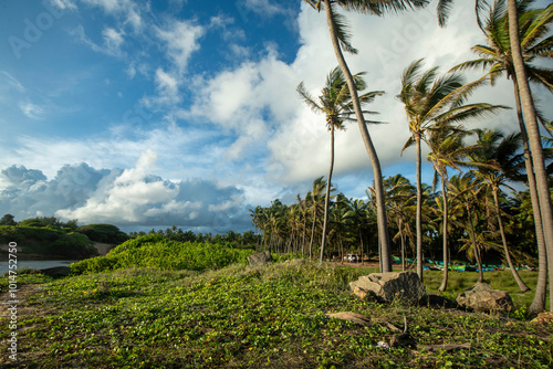 Coconut tree around the beach