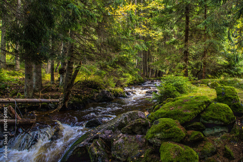 stream in the forest