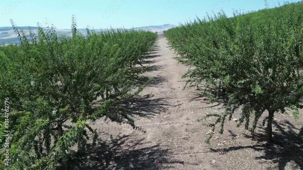 Agricultura almendros en la sierra de Cádiz Agricultura almendros en la sierra de Cádiz