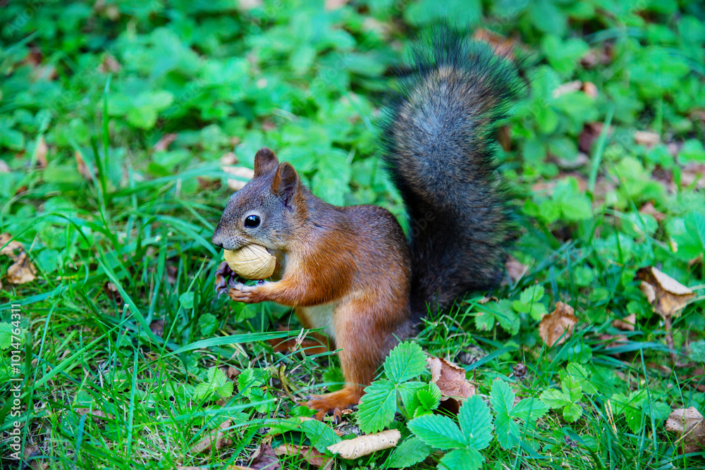 Squirrel (Latin Sciurus) with a nut in his teeth on a background of green grass on a clear sunny day. Animals are mammals of zoos. Squirrel (Latin Sciurus) with a nut in his teeth on a background of green grass on a clear sunny day. Animals are mammals of zoos.
