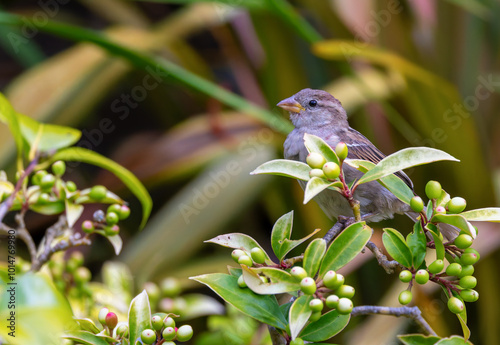 Female House Sparrow 