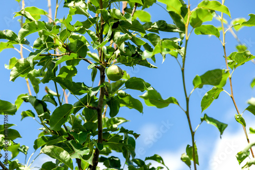Apple on a Tree Branch