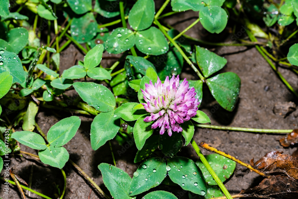 Clover leaves, pink flower, wet soil. Clover leaves, pink flower, wet soil.