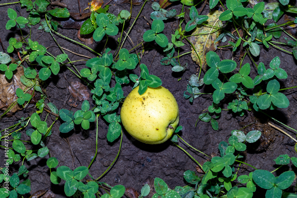 Yellow apple in clover leaves on wet ground.