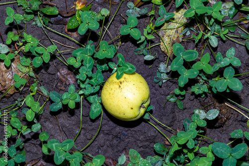 Yellow apple in clover leaves on wet ground.