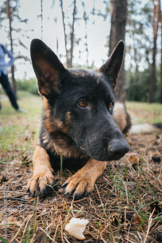 Naklejka premium German Shepherd attentively waits for command during training in the forest