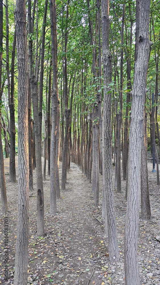 Naklejka premium 가을 낙엽 은행나무 숲의 수직 나무기둥 세로형 패턴 백그라운드