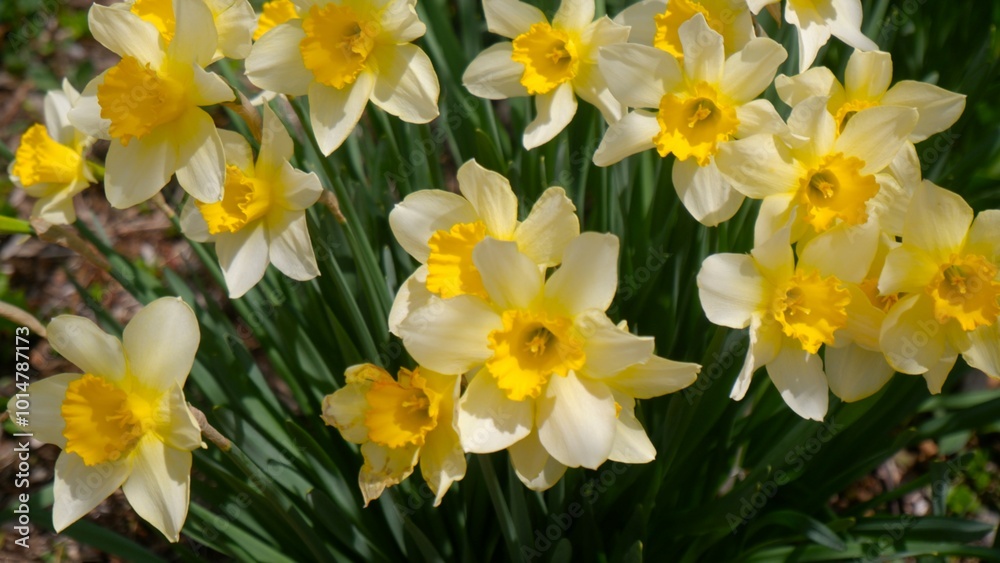 Close up of beautiful blooming yellow flower, Daffodil, with its green leaves, Flower background Close up of beautiful blooming yellow flower, Daffodil, with its green leaves, Flower background