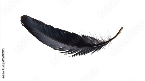 Beautiful black feather on white background