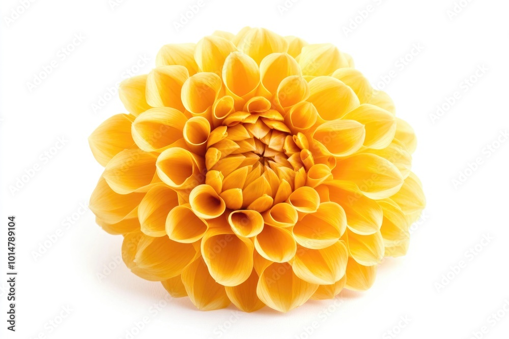 A close-up shot of a bright yellow flower sitting on a clean white surface A close-up shot of a bright yellow flower sitting on a clean white surface