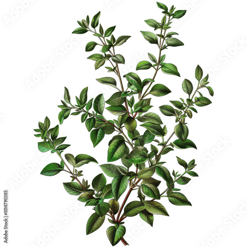 Fresh Green Oregano Branch with Abundant Leaves and Stems