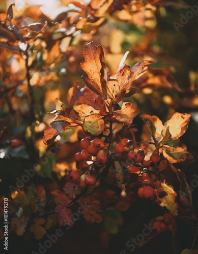 Autumn Leaves and Berries in Golden Sunlight