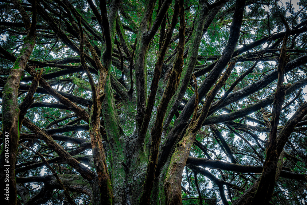Fototapeta premium 杉の大木 お化け杉/Big cedar tree in Japan