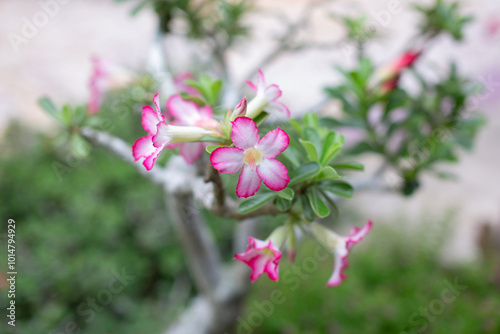 Pale pink adenium flowers are blooming on a stem with a blurred background. photo