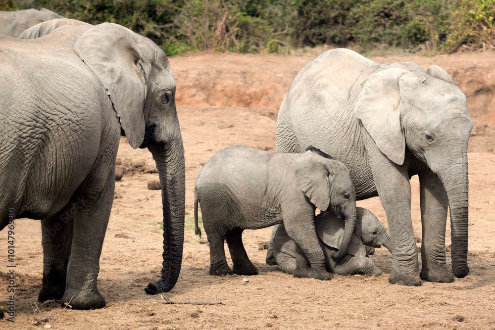 Elephants with young calf at Addo Elephant National Park Elephants with young calf at Addo Elephant National Park