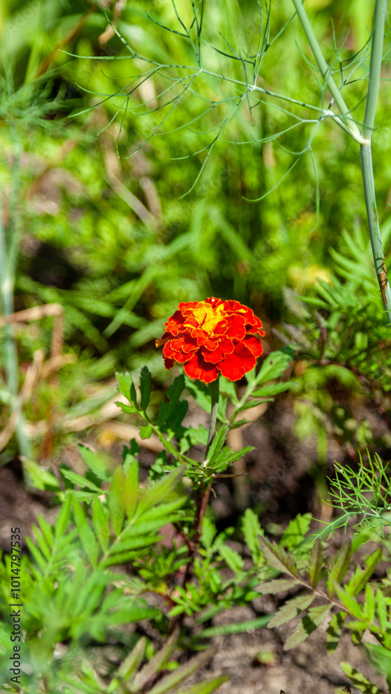 Bright Orange Marigold Flower Against Greenery Bright Orange Marigold Flower Against Greenery