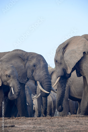 Herd of Elephants seen in South Africa
