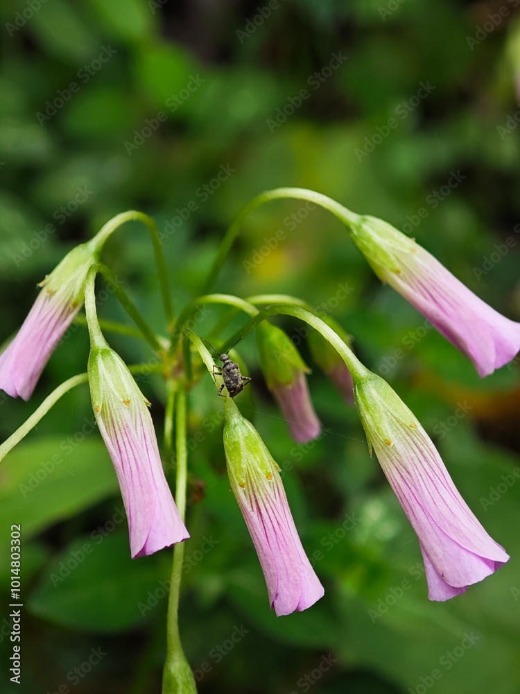 Naklejka premium pink lily flower