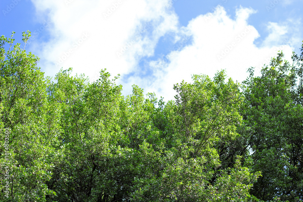 Oak branch shot from below, blue sky in the background. Oak branch shot from below, blue sky in the background.