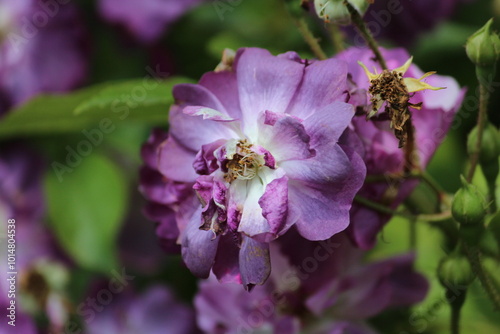 bee on pink flower