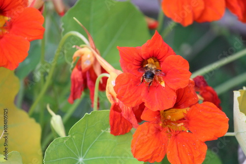red garden flowers