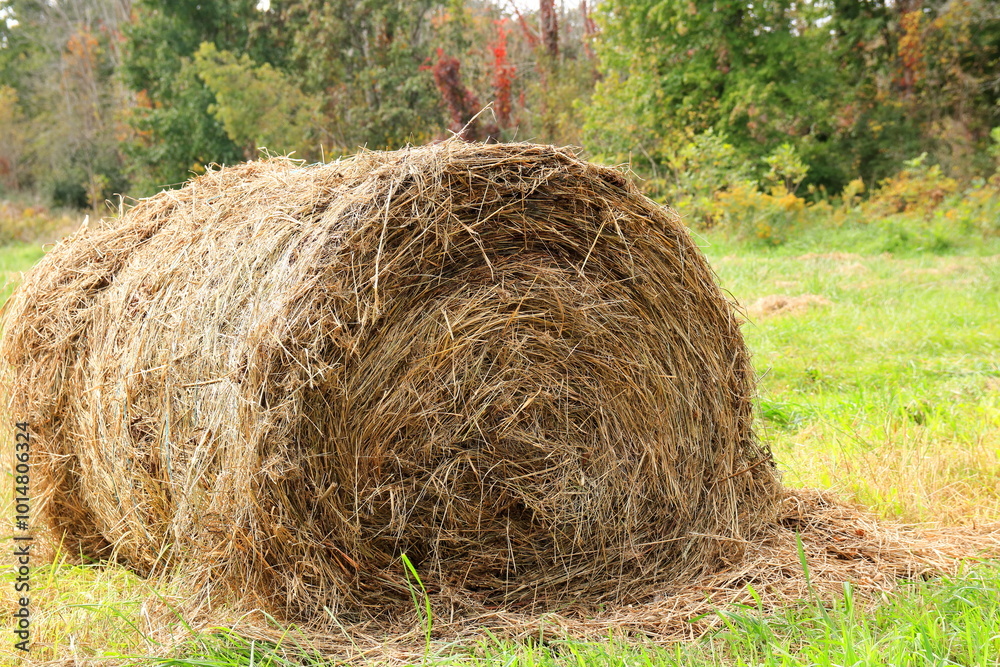 Hay Cut, Harvested and Bailed in a Field During Early Autumn Hay Cut, Harvested and Bailed in a Field During Early Autumn