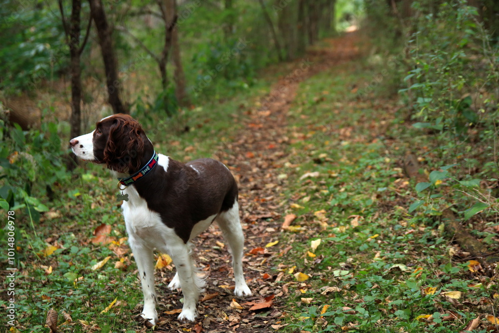 Fall Colors on Display Whilte Hiking With A Faithful Companion Fall Colors on Display Whilte Hiking With A Faithful Companion