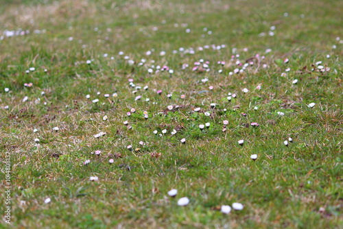 tiny flowers on a meadow