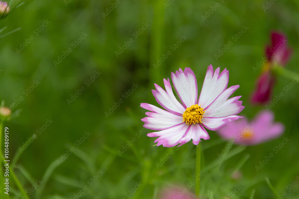Daisy flowers in natural fields on the top of mountain landscape . Daisy flowers in natural fields on the top of mountain landscape .