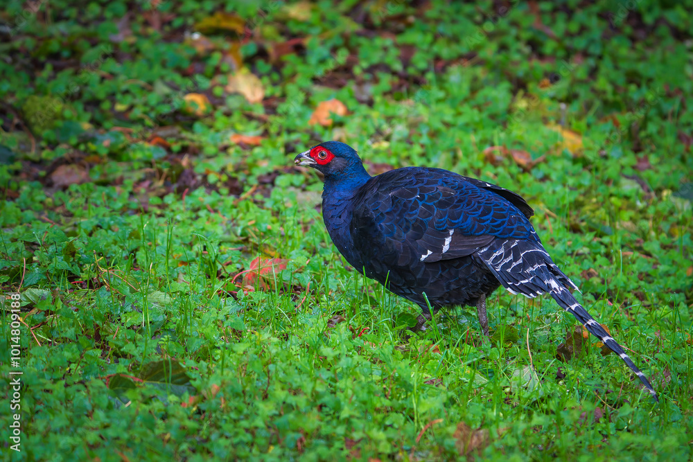 Mikado pheasant male in the forest Mikado pheasant male in the forest