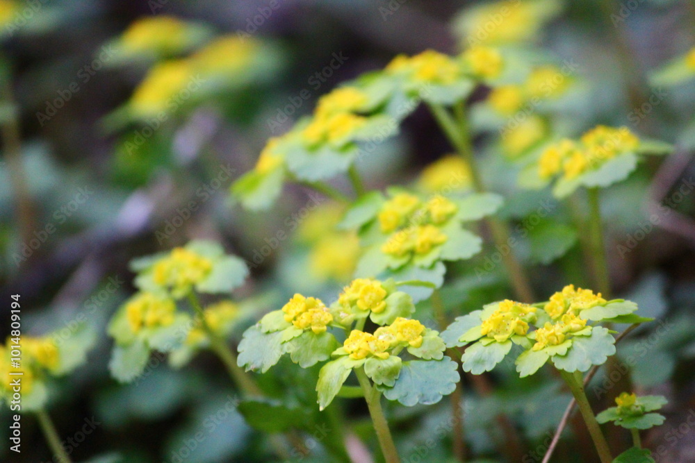 yellow flowers in a spring forest yellow flowers in a spring forest