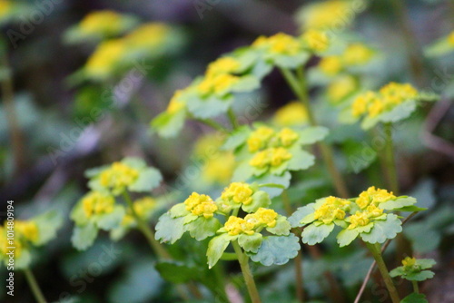 yellow flowers in a spring forest