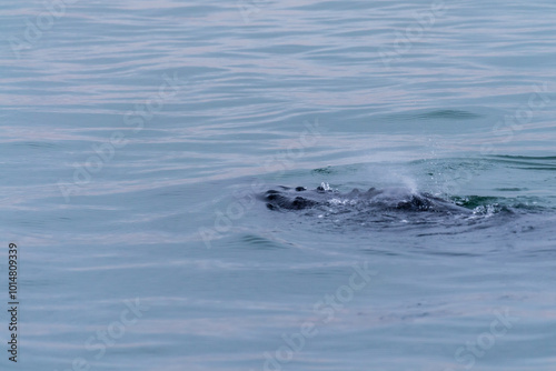 Blowhole and dosal fin of a surfacing whale, in Walvis Bay, Namibia.