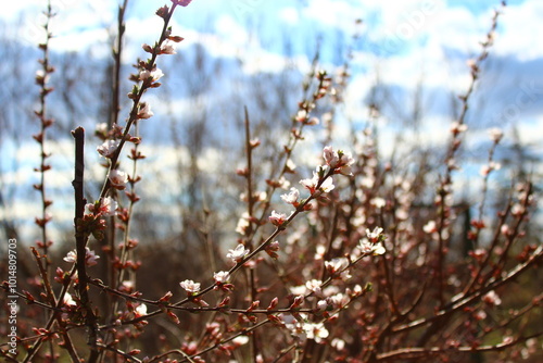 branches in spring