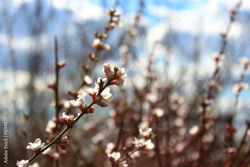 branches in spring