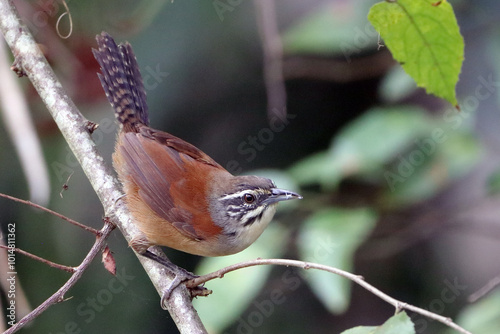 Moustached Wren (Pheugopedius genibarbis) isolated, perched on a branch