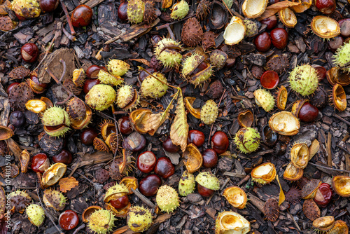Tablou pe pânză chestnuts in the duff warm autumn fall background