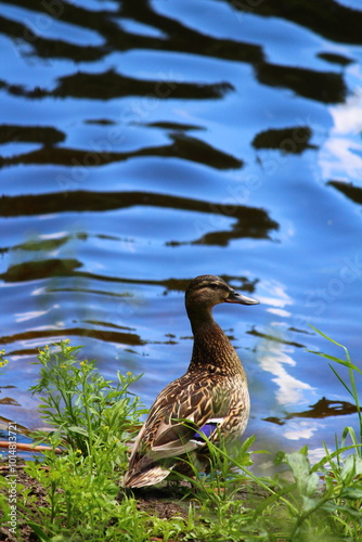 duck on the water