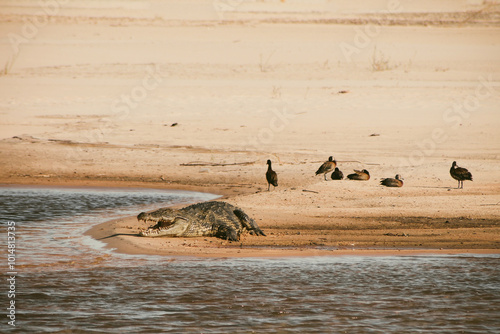 Krokodil am Strand photo