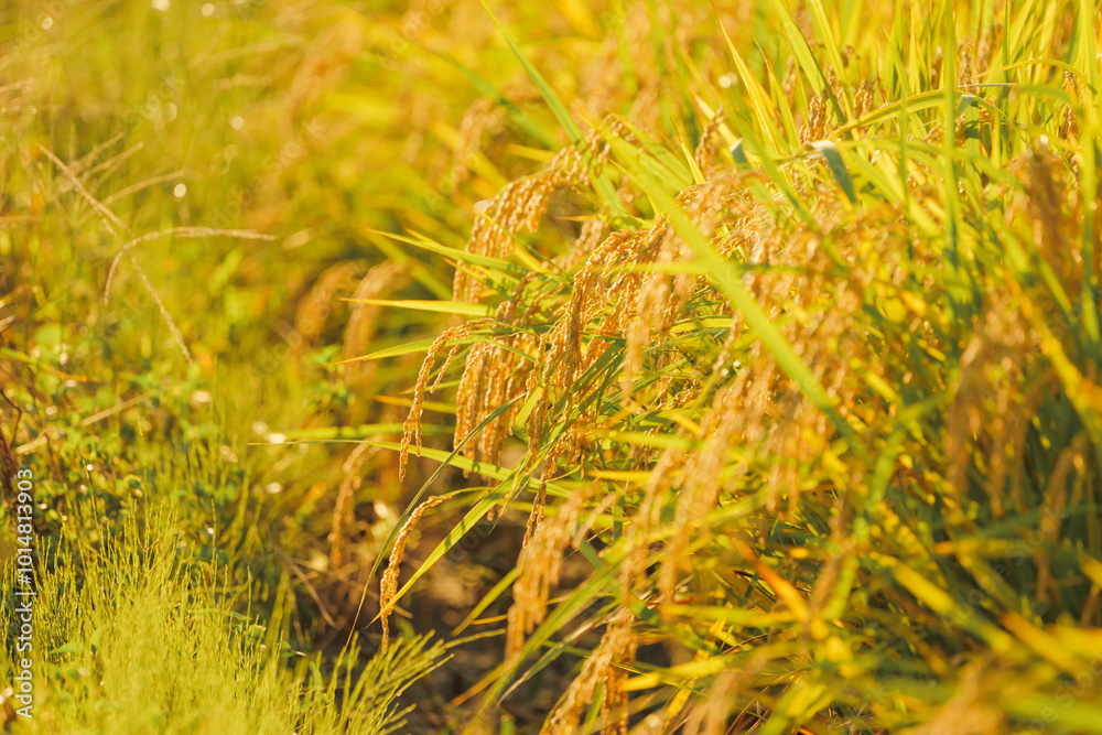 Ear of rice plant in autumn,harvest Ear of rice plant in autumn,harvest