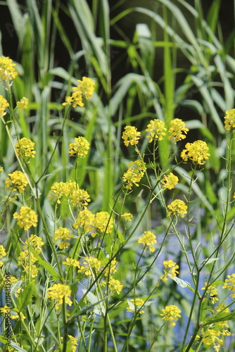 yellow flowers close up