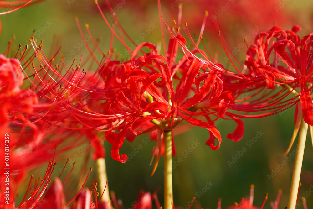 Sunset of Red spider lilies,lycoris ,radiata Sunset of Red spider lilies,lycoris ,radiata