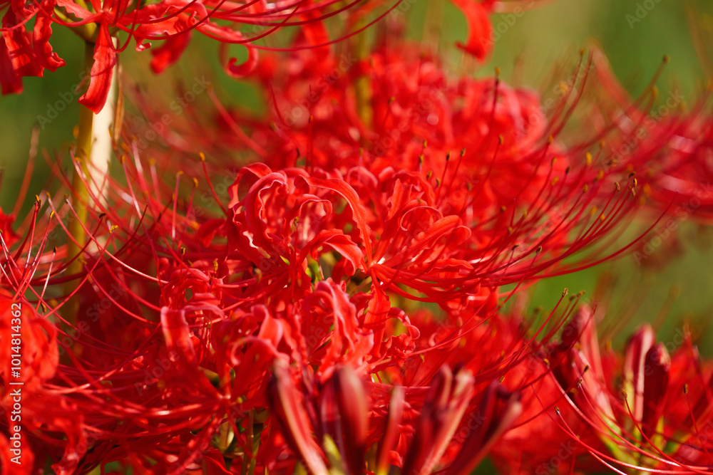 Sunset of Red spider lilies,lycoris ,radiata Sunset of Red spider lilies,lycoris ,radiata