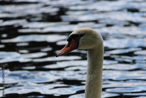 swan on the water close up