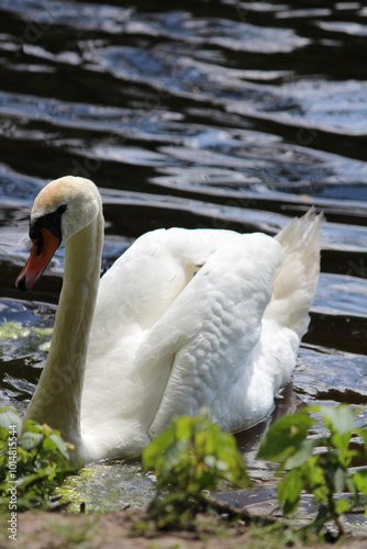 swan on the lake